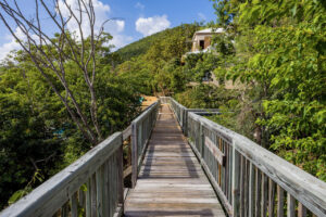 Beautiful wooden bridge with green trees